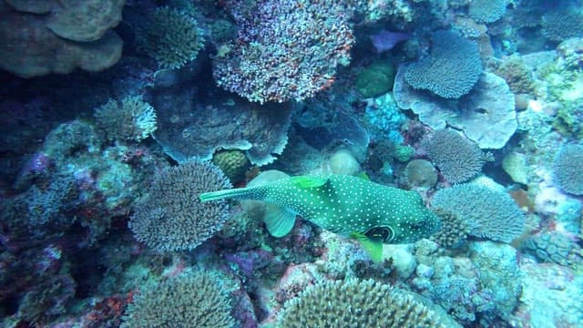 Vibrant fish swimming among corals