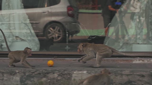 Monkeys Fighting for Feed