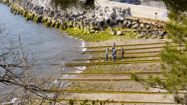 People around mossy tracks