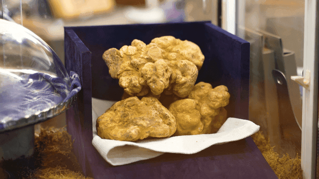 Truffle mushrooms displayed in glass case