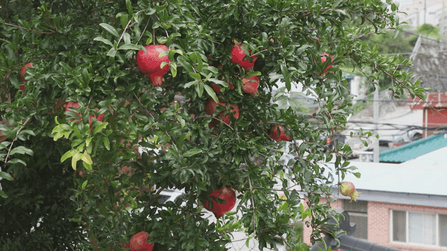 Pomegranate tree with ripe fruits