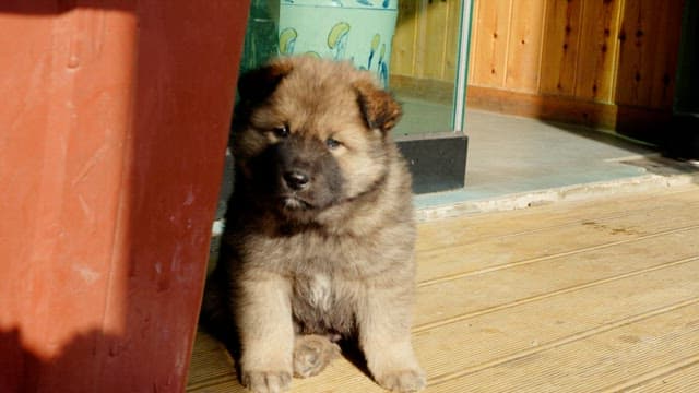 Fluffy puppy sitting outside on a wooden deck