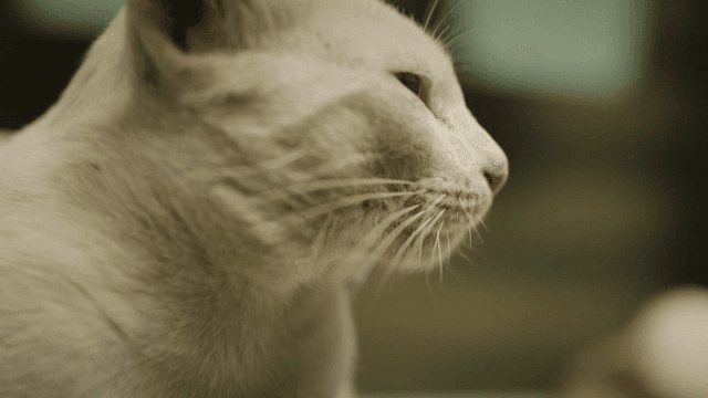 쉬고 있는 흰 고양이의 옆모습