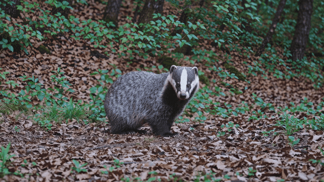 Badger standing in forest