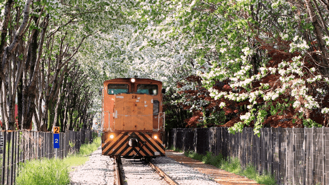 Train passing railway tracks under Korean white lilac tree