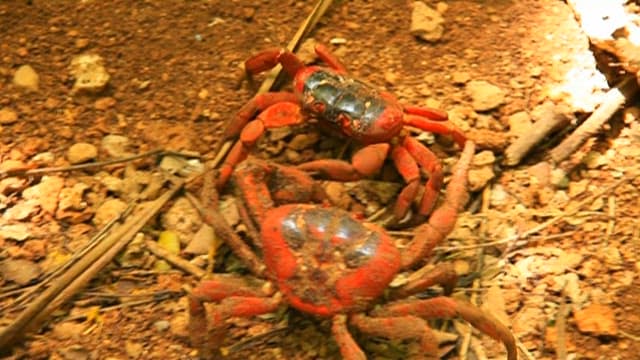 Red Crab Wandering in a Natural Habitat