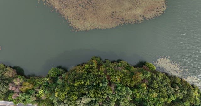 Forest by a lake