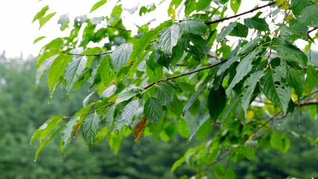 Green leaves with raindrops in a forest