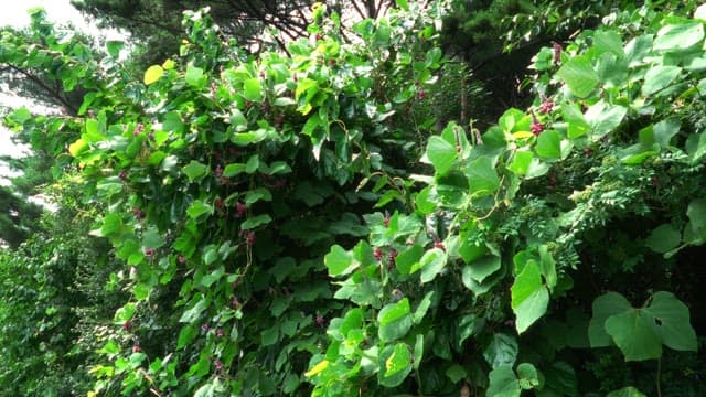 Lush green foliage with purple flowers