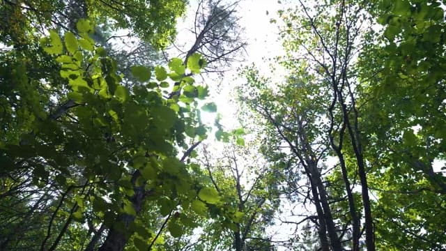 Serene Forest Canopy with Gentle Breeze