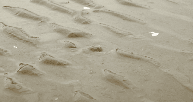 갯벌 속으로 들어가는 게의 모습