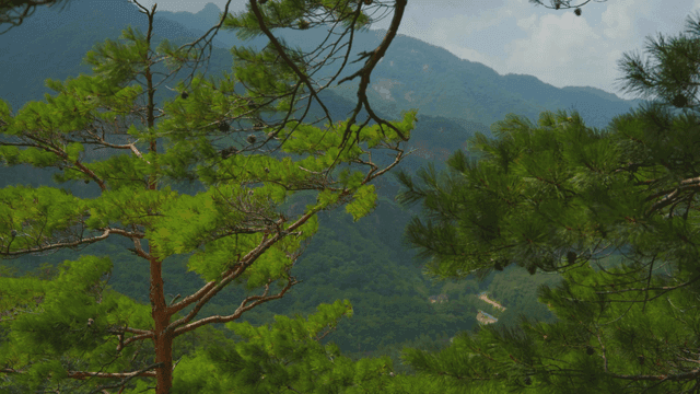 바람에 흔들리는 푸른 소나무 잎들