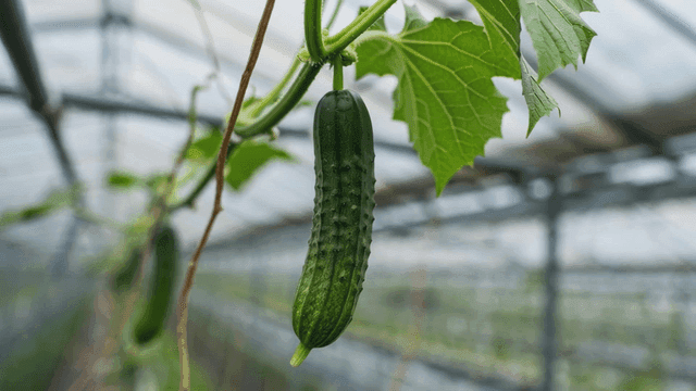 Cucumber growing in a greenhouse