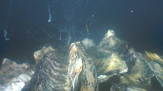 바닷속에 있는 굴의 거친 표면 클로즈업