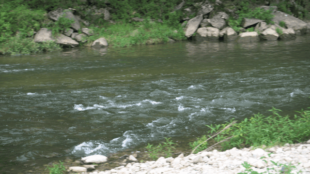 푸른 숲을 흐르는 고요한 강