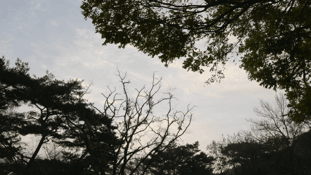 Trees and sky in a serene forest