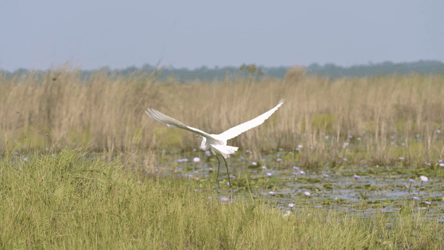 풀밭 습지에 있는 백로