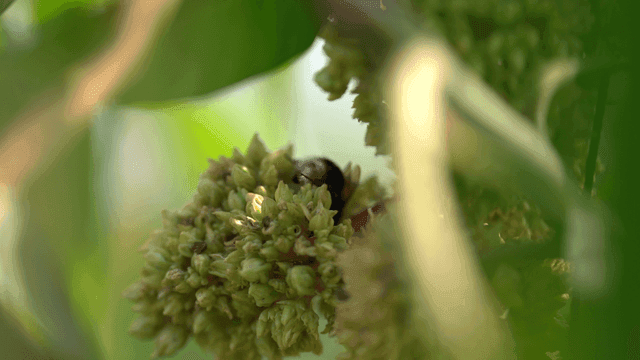 Bumblebees collecting nectar from flowers