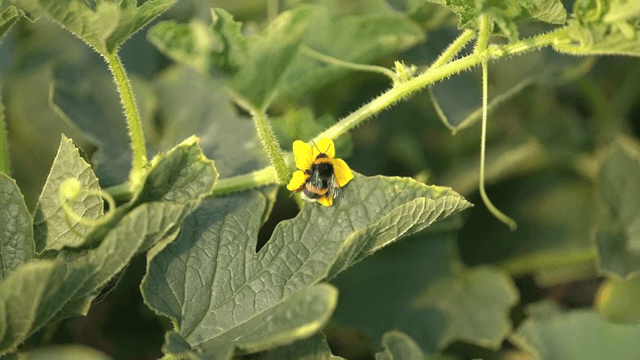 Bumblebee on yellow flower in garden