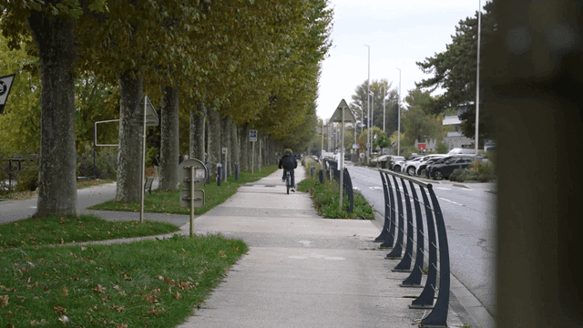 People riding bicycles on tree-lined path