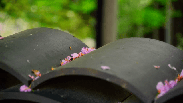 Cherry blossom petals fallen on tiles