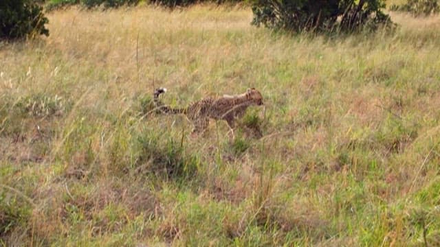 Cheetah roaming in the grassland