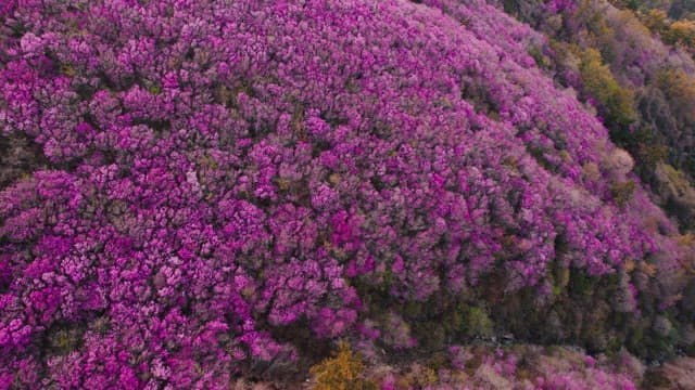 Cheonjusan Mountain with Blooming Pink Azalea Flowers