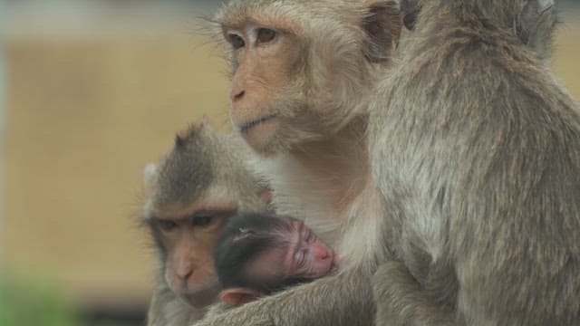새끼 원숭이를 돌보는 어미 원숭이