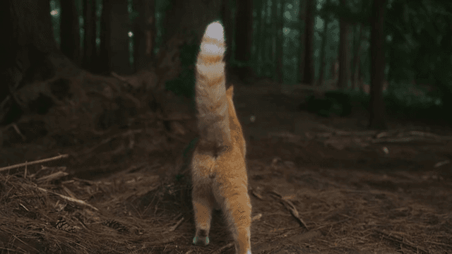 숲길을 탐험하는 고양이