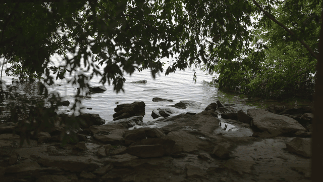 Quiet lakeside shaded by trees.