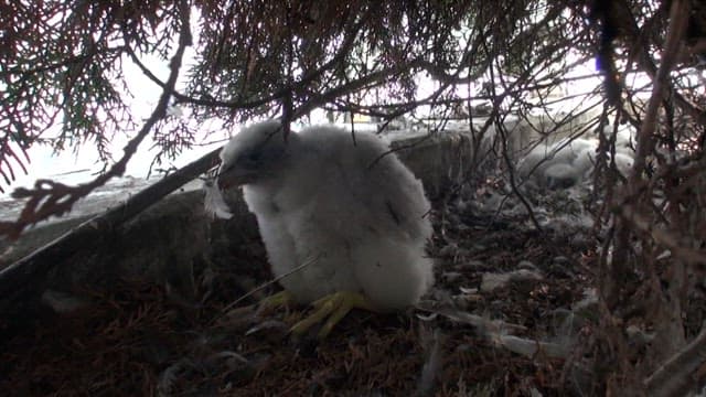나무 덤불 아래에 있는 솜털 같은 새끼 송골매