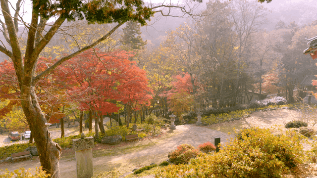 Quiet forest with autumn leaves