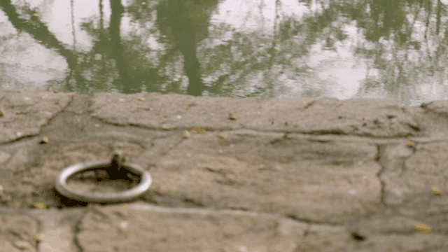Tranquil pond with trees reflecting on it
