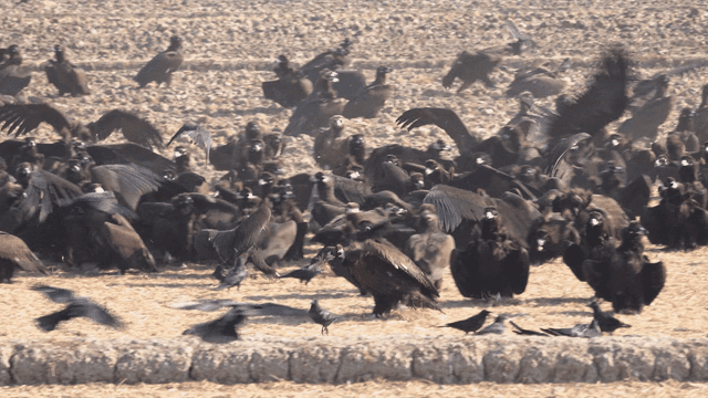 Large flock of eagles in field