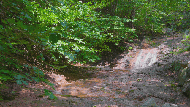 Small valley in dense forest