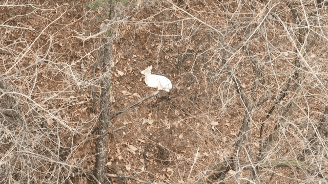 White deer resting in forest