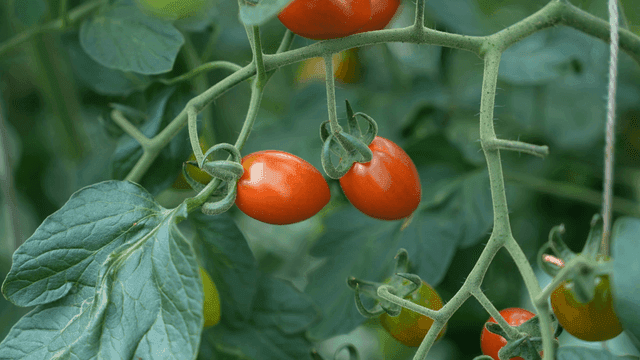Ripe cherry tomatoes hanging on vine