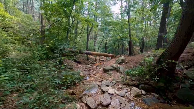 자연 그대로 보존된 한적한 숲길 탐험