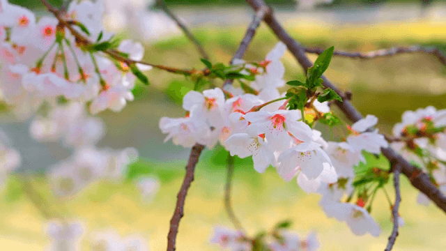 Cherry blossoms in full bloom by a walkway
