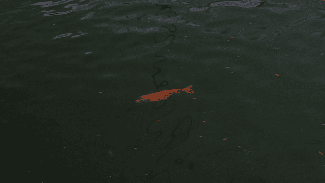 연못에서 헤엄치는 잉어