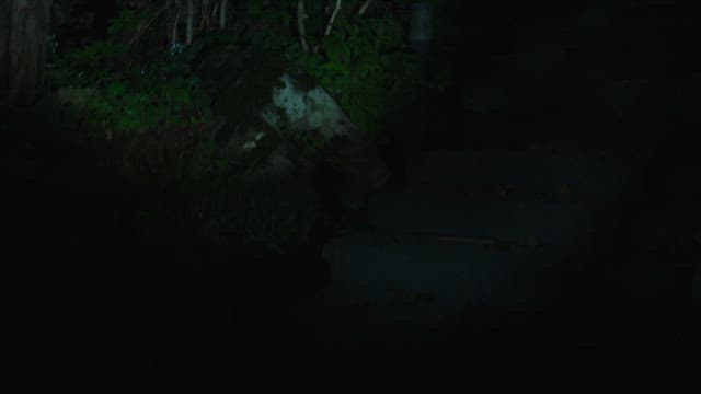 나무와 덤불로 둘러싸인 밤의 외부 계단