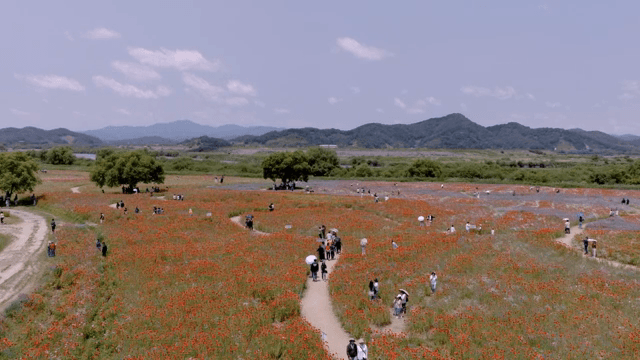 A vibrant flower field with visitors