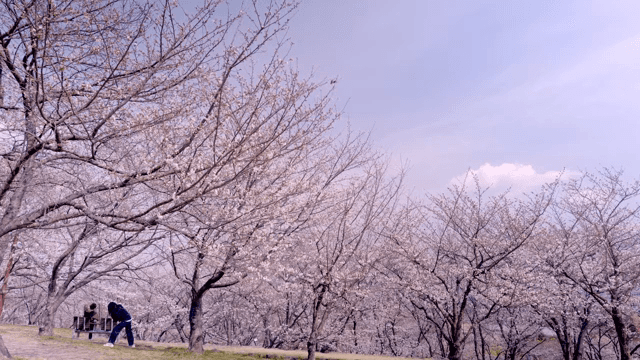 Cherry blossoms in full bloom in a park