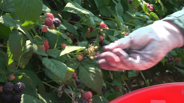 햇살 가득한 정원에서 잘 익은 베리 수확