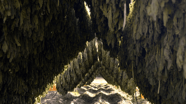 Dried radish greens mushrooms drying under sun