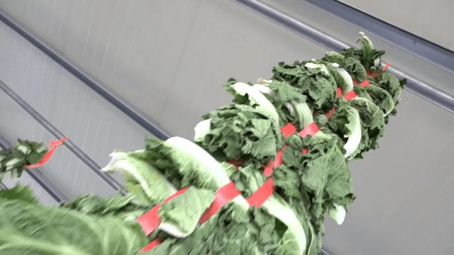 Fresh napa cabbages tied with red strings