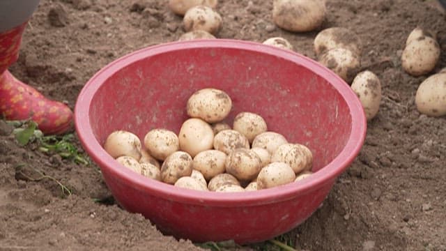 People Harvesting Potatoes and Placing Them in a Red Bucket