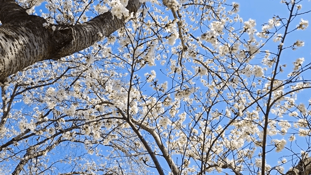Cherry blossoms blooming under a clear sky