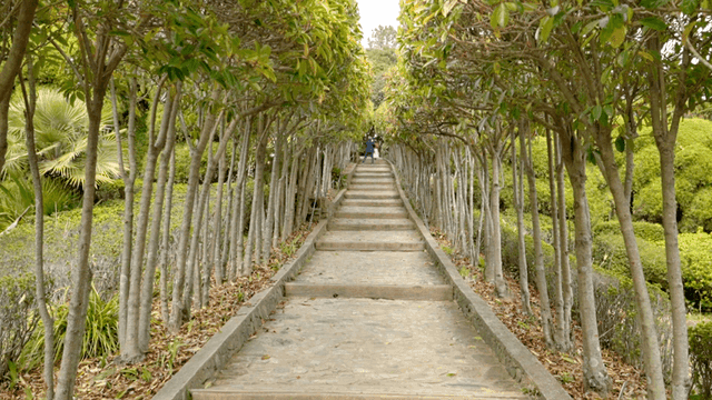 Path in green forest