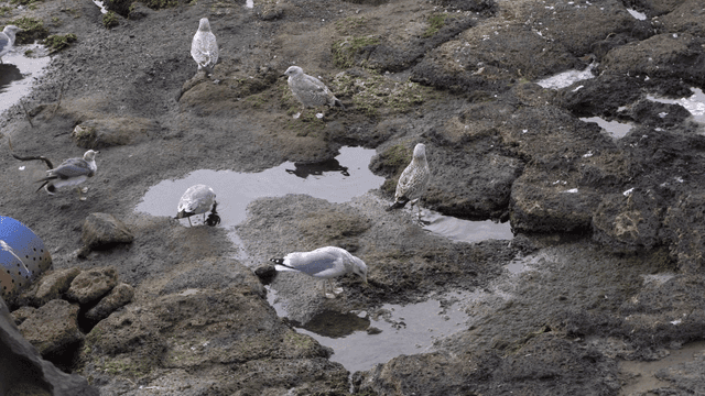 Seagulls on a rocky shore